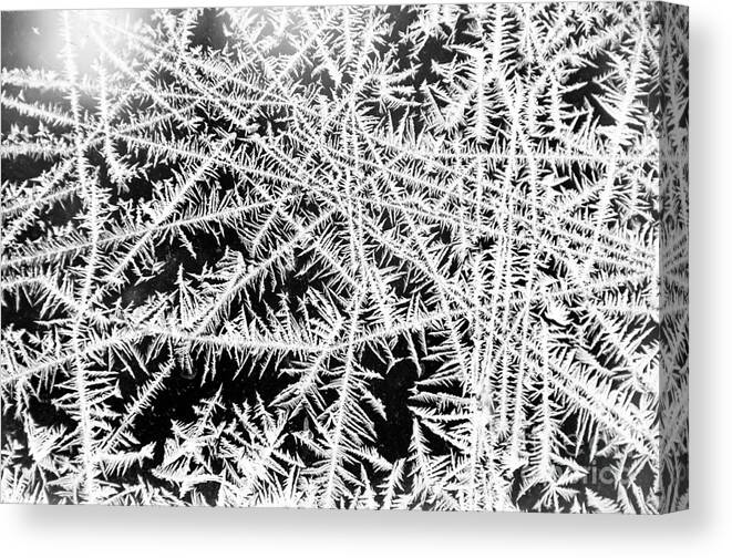 Frost Canvas Print featuring the photograph Funky Frost by Cheryl Baxter