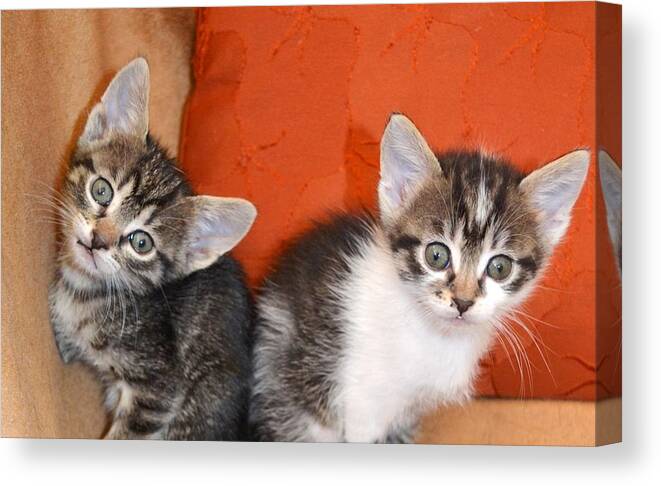 Cat Canvas Print featuring the photograph Funny kittens by Rumiana Nikolova