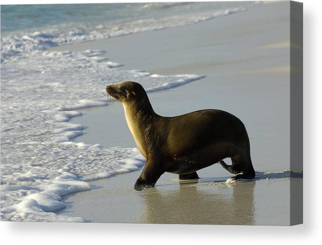 Feb0514 Canvas Print featuring the photograph Galapagos Sea Lion In Gardner Bay by Pete Oxford