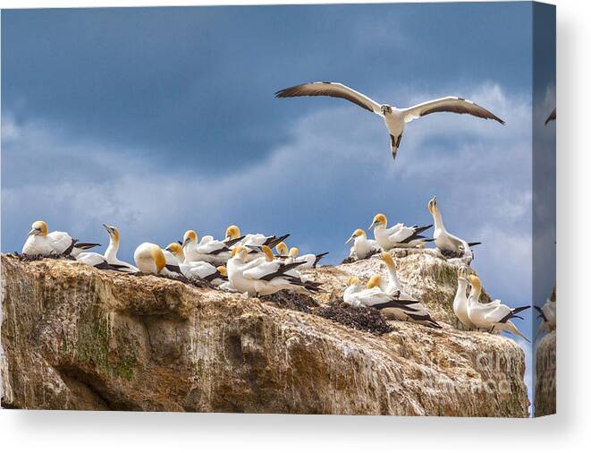 Cape Kidnappers Canvas Print featuring the photograph Gannets New Zealand by Colin and Linda McKie