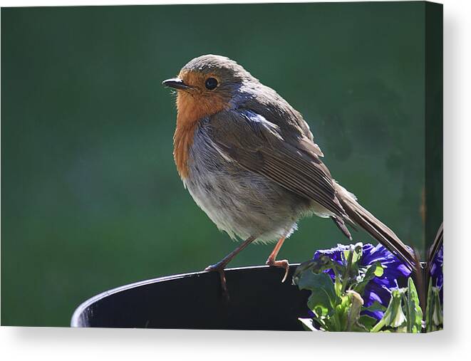 Robin Canvas Print featuring the photograph Garden robin by Shirley Mitchell