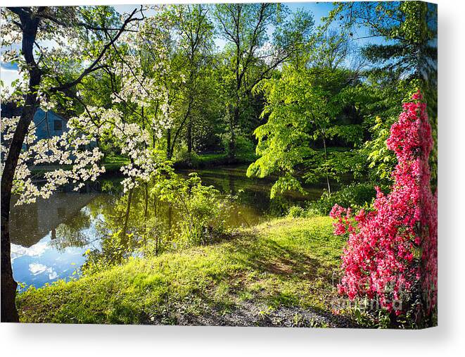 Cornus Florida Canvas Print featuring the photograph Garden State Spring at the Canal by George Oze