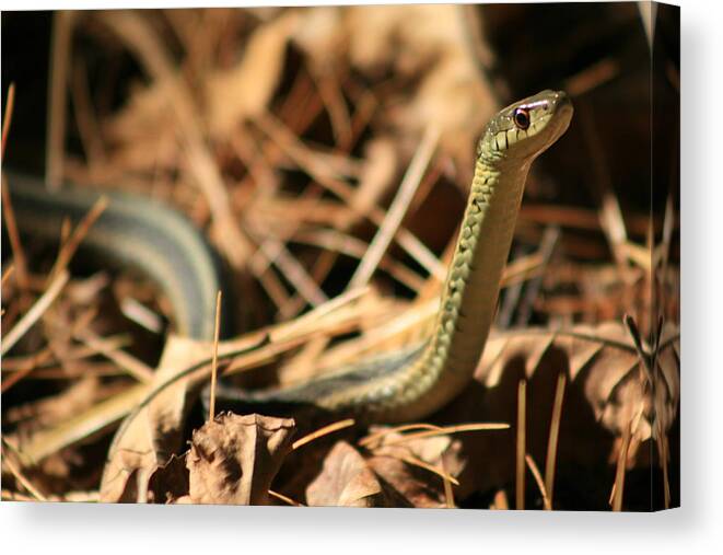 Snake Photography Canvas Print featuring the photograph Garter View by Neal Eslinger