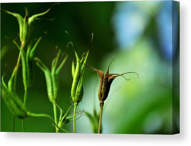 Aquilegia Canvas Print featuring the photograph Gather if you wish. Then let them go. by Rebecca Sherman