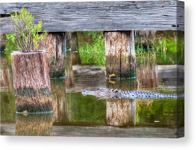Alligator Canvas Print featuring the photograph Gator at the Old Trestle by Scott Hansen