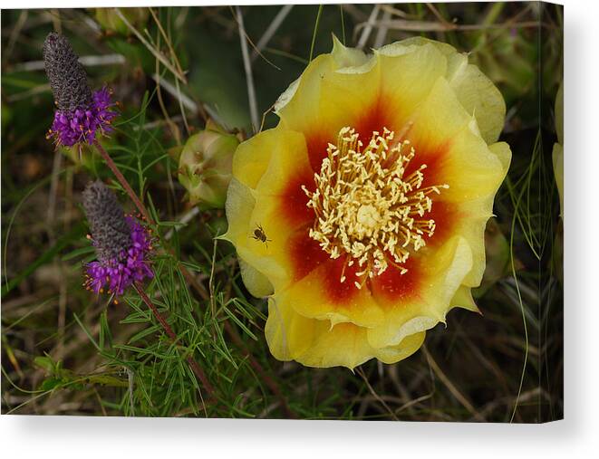 Gattinger's Prairie Clover And Prickly Pear Flower Canvas Print featuring the photograph Gattinger's Prairie Clover And Prickly Pear Flower by Daniel Reed