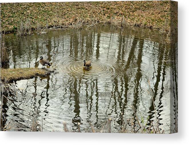 Geese Canvas Print featuring the photograph Geese In Small Pond by Robert Gross