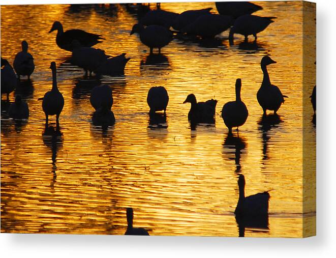 Snow Canvas Print featuring the photograph Geese on Golden Pond by Shirin McArthur
