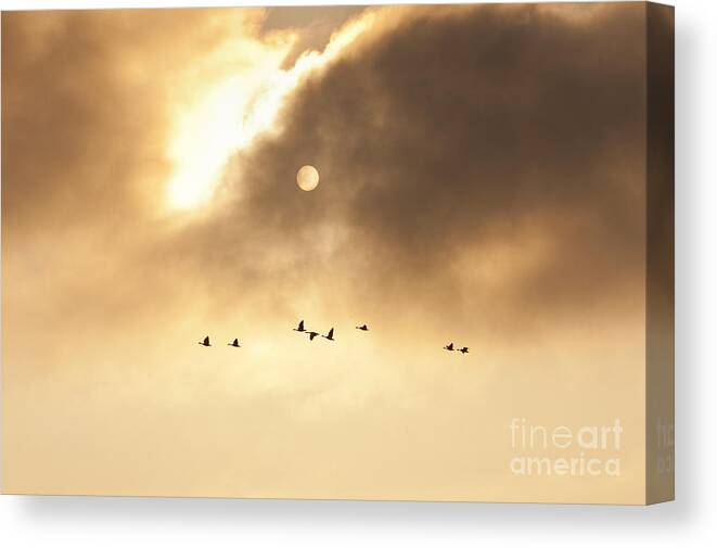 Pacific Northwest Canvas Print featuring the photograph Geese Silhouetted by Jim Corwin