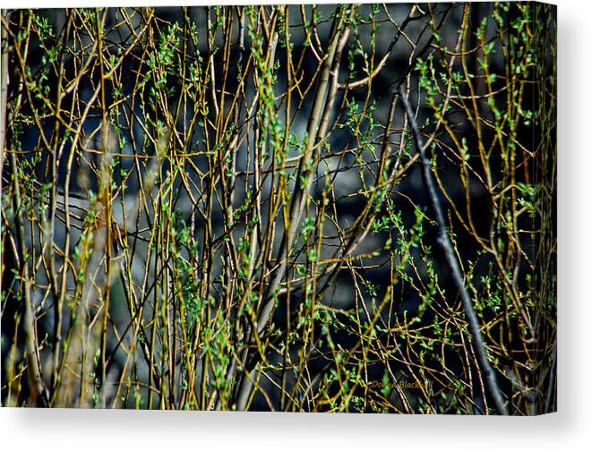 Nature Canvas Print featuring the photograph Genesis by Donna Blackhall