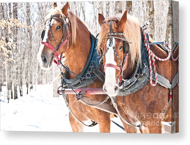 Maple Syrup Canvas Print featuring the photograph Gentle Giants by Cheryl Baxter