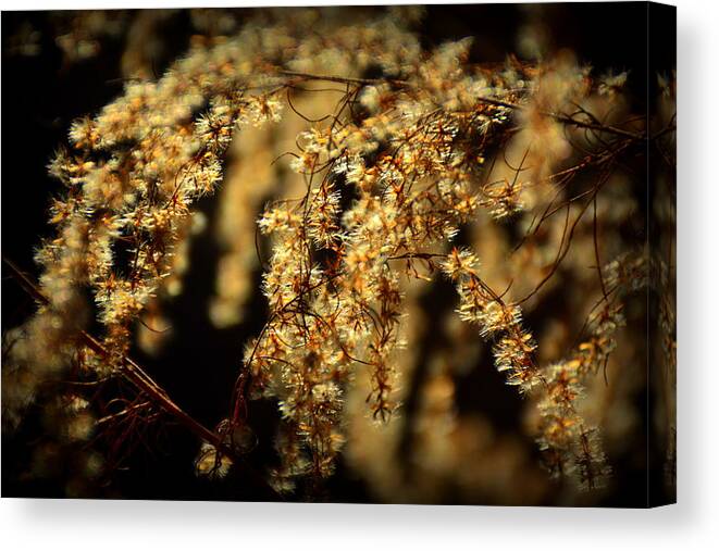 White Canvas Print featuring the photograph Gentleness by Lisa Wooten