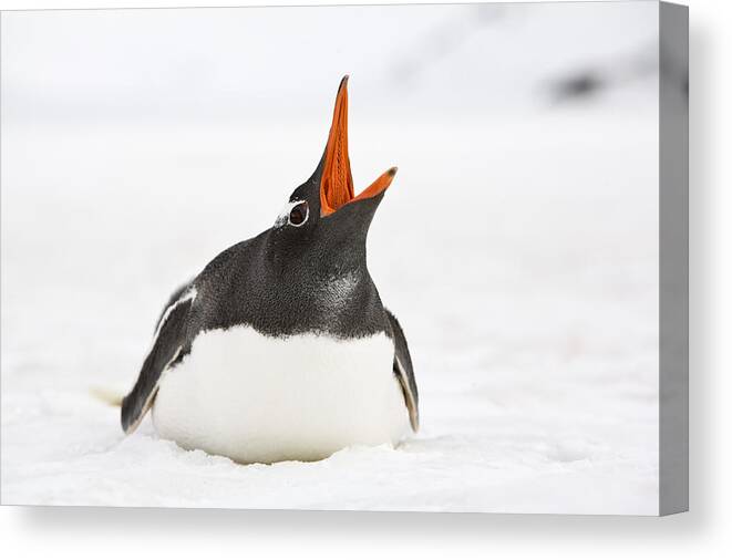 Flpa Canvas Print featuring the photograph Gentoo Penguin Calling Grytviken South by Dickie Duckett