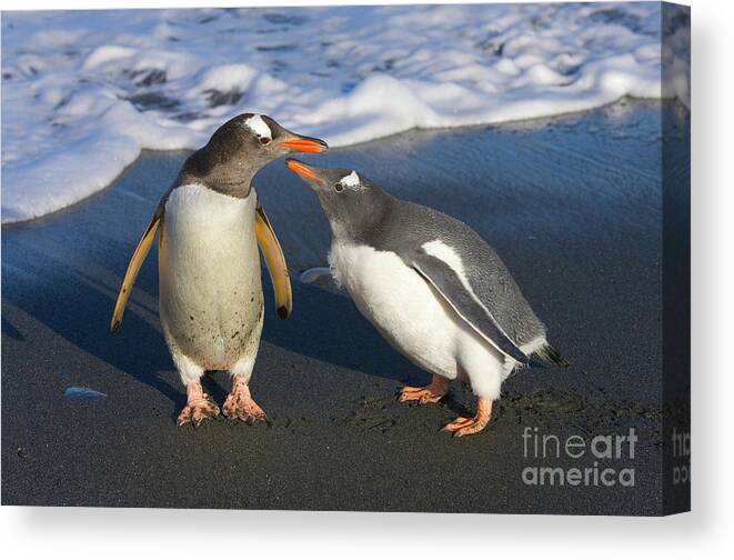 00345356 Canvas Print featuring the photograph Gentoo Penguin Chick Begging For Food by Yva Momatiuk and John Eastcott