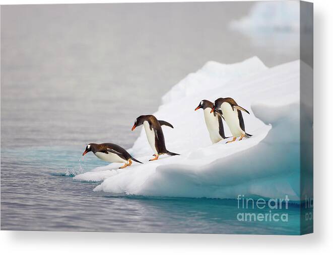 00345573 Canvas Print featuring the photograph Gentoo Penguin Diving From Iceberg by Yva Momatiuk and John Eastcott