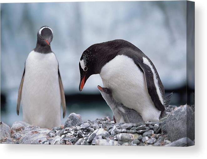 Feb0514 Canvas Print featuring the photograph Gentoo Penguin With Chick Begging by Konrad Wothe