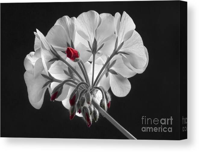 'red Geranium' Canvas Print featuring the photograph Geranium Flower In Progress by James BO Insogna