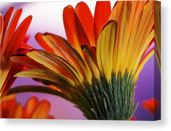 Daisy Canvas Print featuring the photograph Gerber Daisy Glow by Bill and Linda Tiepelman