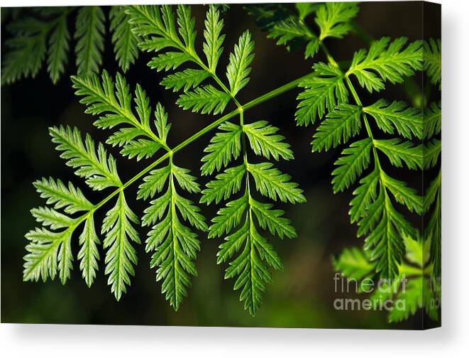 Back Canvas Print featuring the photograph Gereric vegetation by Carlos Caetano