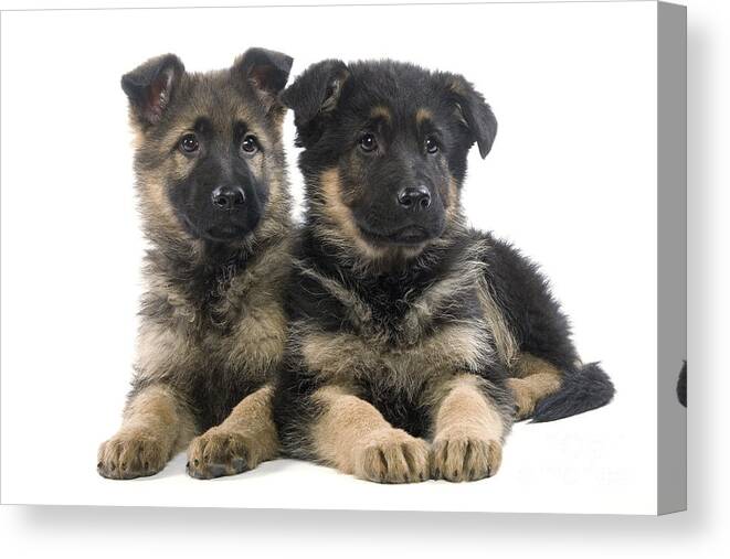 Dog Canvas Print featuring the photograph German Shepherd Puppies by Jean-Michel Labat