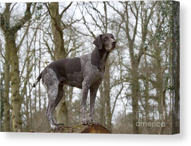 Dog Canvas Print featuring the photograph German Short-haired Pointer by John Daniels