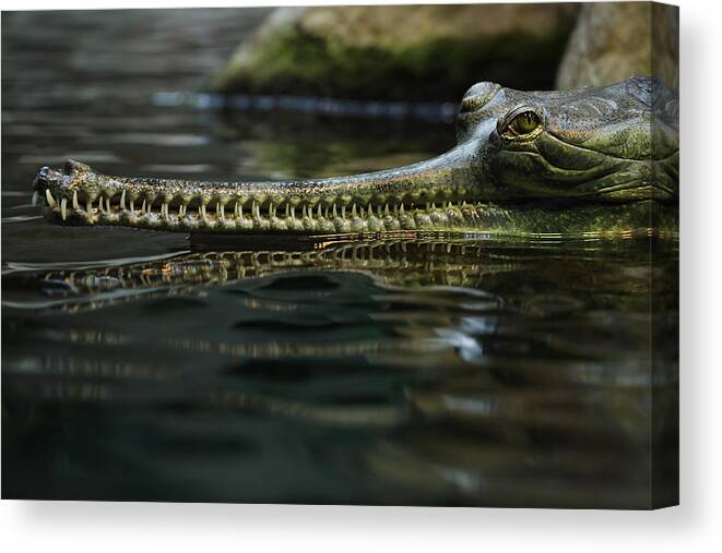 Animal Themes Canvas Print featuring the photograph Gharial (Gavialis gangeticus) by Wrangel