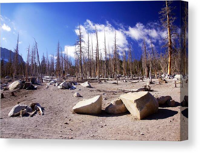 Dead Trees Canvas Print featuring the photograph Ghost Forest 3 by Michael Courtney