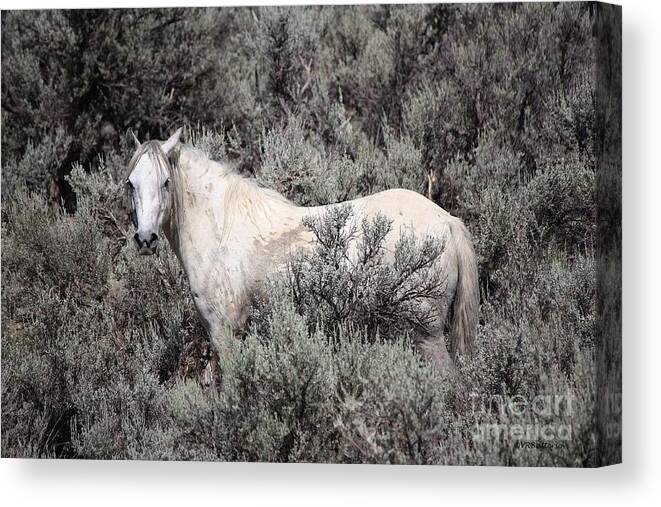 Horse Canvas Print featuring the photograph Ghost by Veronica Batterson