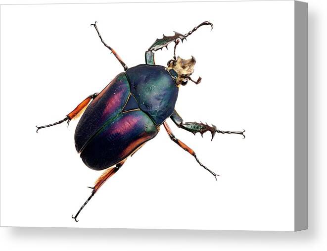 Mecynorrhina Torquata Canvas Print featuring the photograph Giant Flower Beetle by Alex Hyde