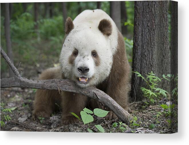Katherine Feng Canvas Print featuring the photograph Giant Panda Brown Morph China by Katherine Feng