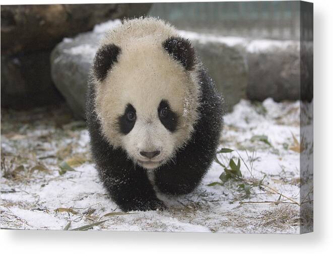 Feb0514 Canvas Print featuring the photograph Giant Panda Cub Approaching Wolong China by Katherine Feng