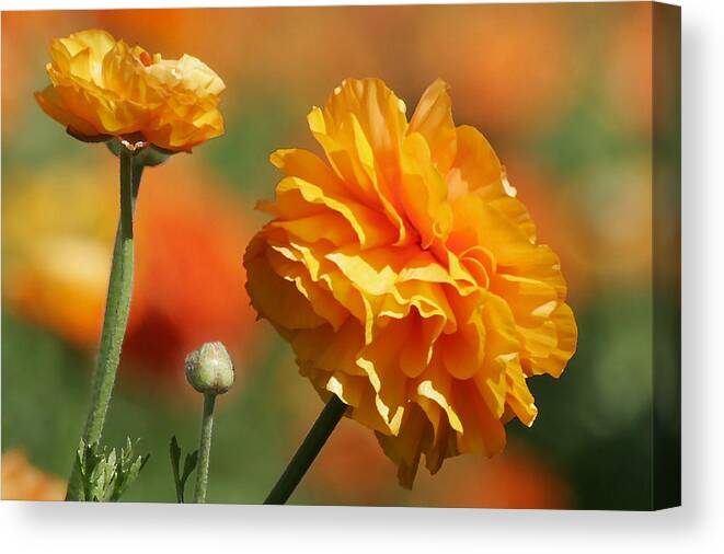 Field Canvas Print featuring the photograph Giant Tecolote Ranunculus - Carlsbad Flower Fields CA by Alexandra Till