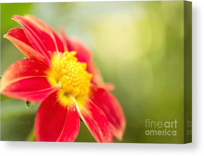Dahlia Canvas Print featuring the photograph Ginger by Beve Brown-Clark Photography