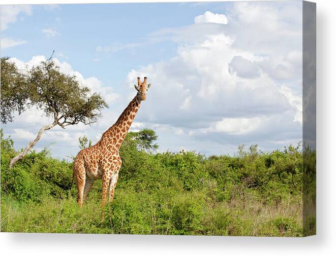 Eco Tourism Canvas Print featuring the photograph Giraffe by 1001slide