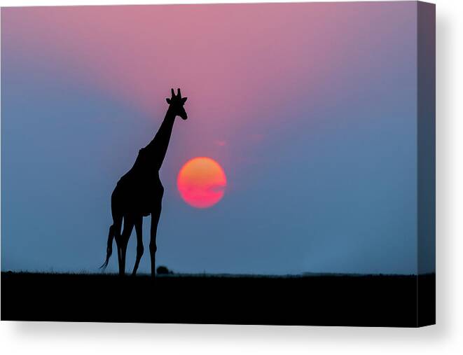 Nis Canvas Print featuring the photograph Giraffe At Sunset Chobe Np Botswana by Andrew Schoeman
