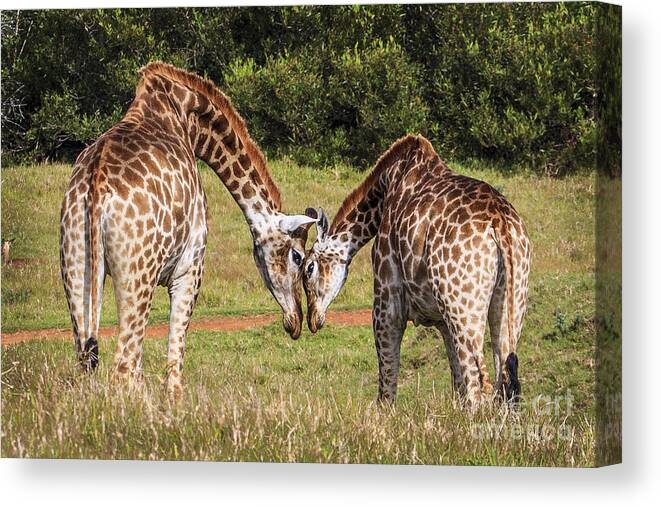 Giraffe Canvas Print featuring the photograph Giraffe Love by Jennifer Ludlum