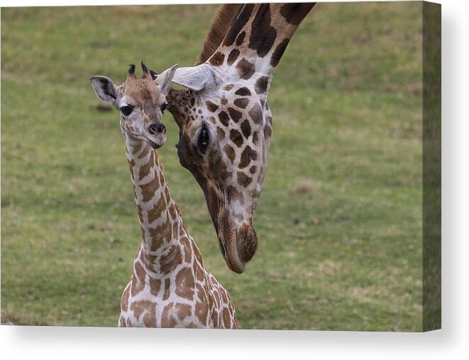 Feb0514 Canvas Print featuring the photograph Giraffe Mother Nuzzling Calf by San Diego Zoo
