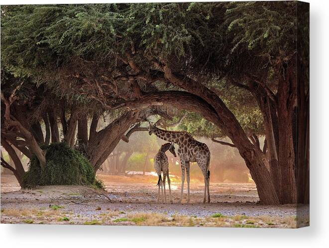 Nature Canvas Print featuring the photograph Giraffe - Namibia by Giuseppe D\\\'amico