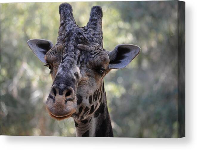 Giraffe Canvas Print featuring the photograph Giraffe by Richard Bryce and Family