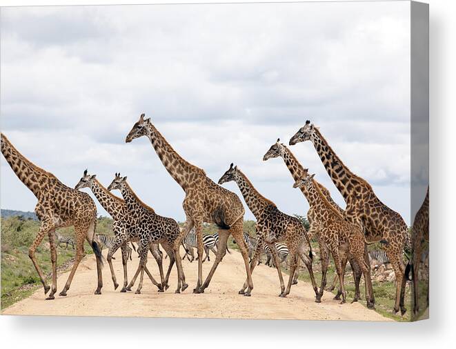 Eco Tourism Canvas Print featuring the photograph Giraffes Are Running by 1001slide