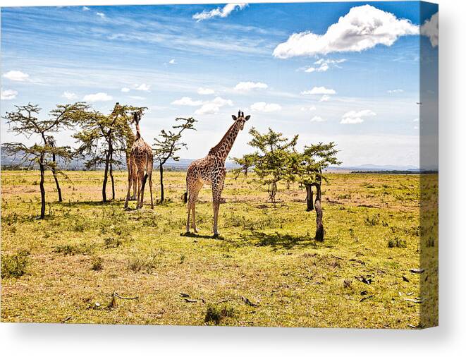 Giraffes In The African Savanna Canvas Print featuring the photograph Giraffes in the African Savanna by Perla Copernik