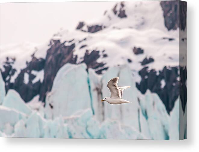 Alaska Canvas Print featuring the photograph Glacial Bird by Melinda Ledsome