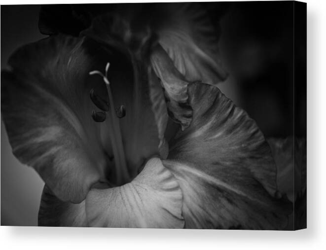 Flower Photography Canvas Print featuring the photograph Gladiolus Morning by Ben Shields