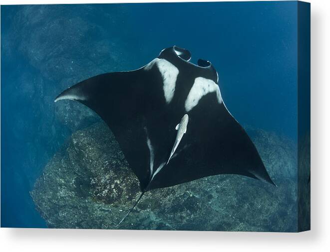 Manta Canvas Print featuring the photograph Gliding by David Valencia