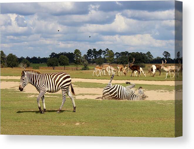 Zebra Canvas Print featuring the photograph Global Wildlife - 6 by Beth Vincent