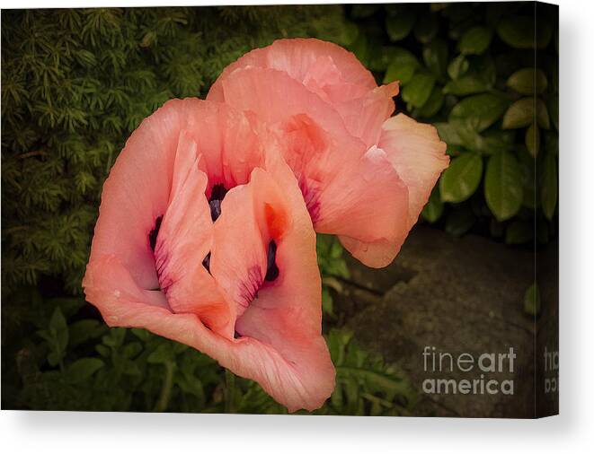 Poppies Canvas Print featuring the photograph Glorious Pink Poppies by Maria Janicki