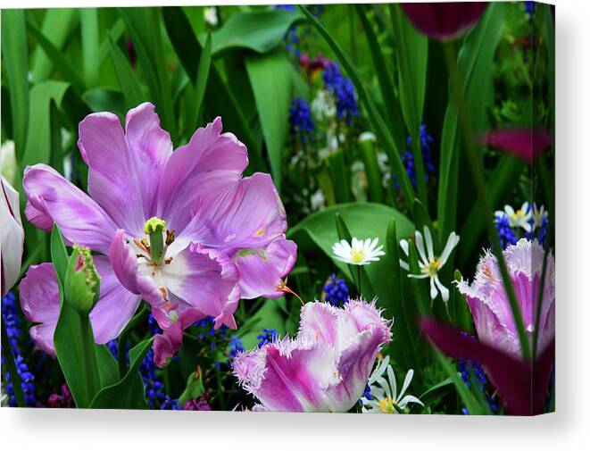 Tulips Of Holland Canvas Print featuring the photograph Glorious Tulips Display in Keukenhof Botanical Garden 1. Netherlands by Jenny Rainbow