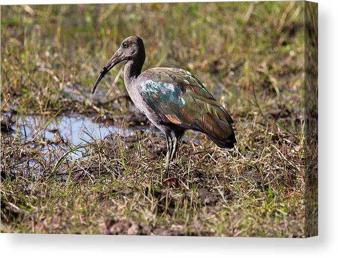 Glossy Ibis Canvas Print featuring the photograph Glossy Ibis by Steve Allen/science Photo Library