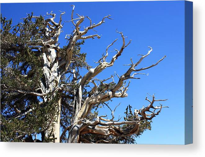 Ancient Canvas Print featuring the photograph Gnarly Branches by Daniel Schubarth