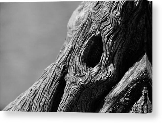 Bark Canvas Print featuring the photograph Gnarly Tree II by Michael McGowan